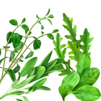 Fresh Herbs